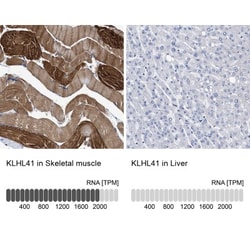 KBTBD10 Antibody, Novus Biologicals:Antibodies:Primary Antibodies